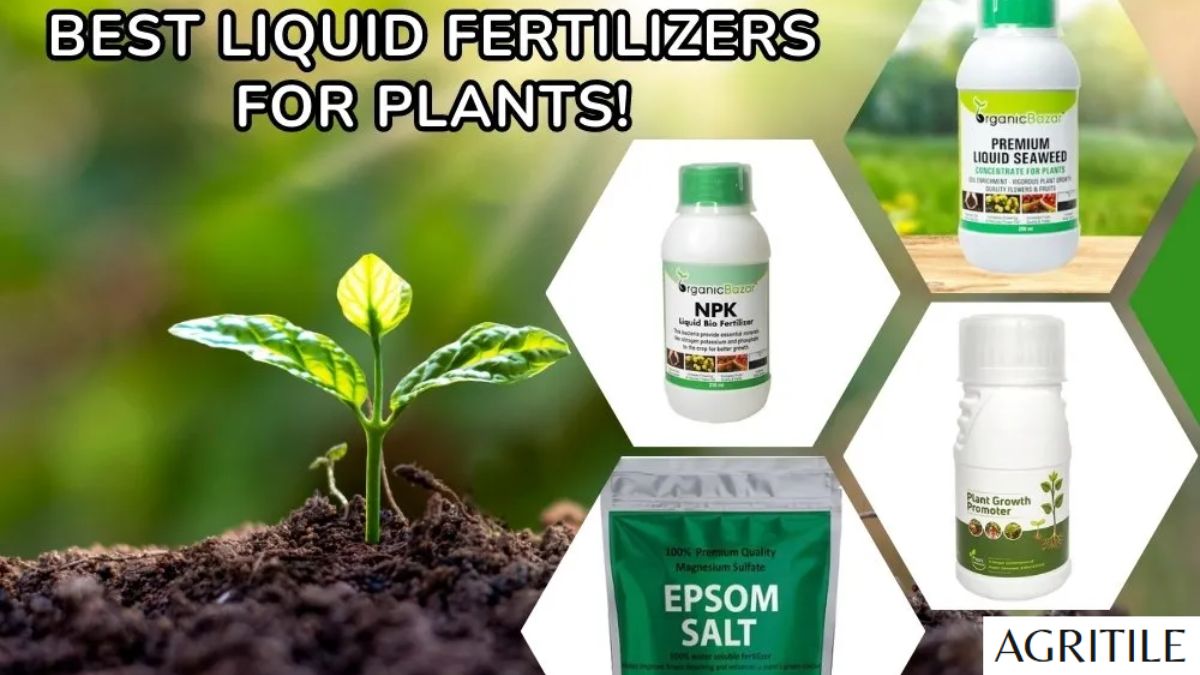 Liquid Fertilizer for Root Development