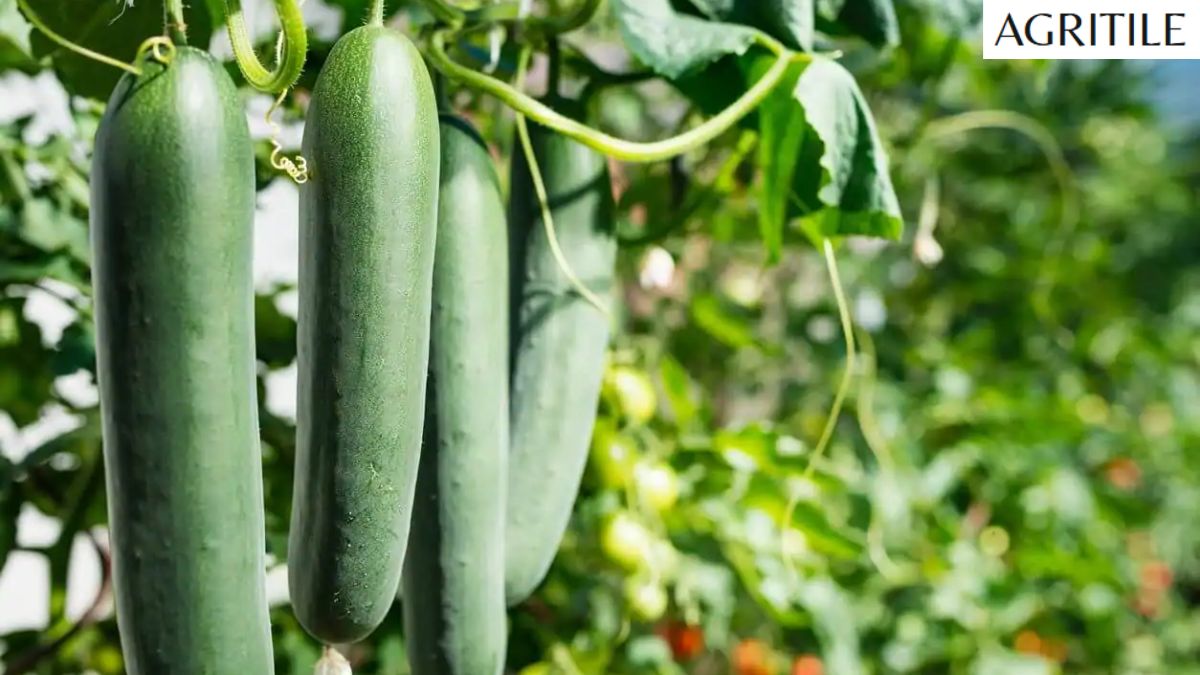 Liquid Fertilizer for Vegetable Garden
