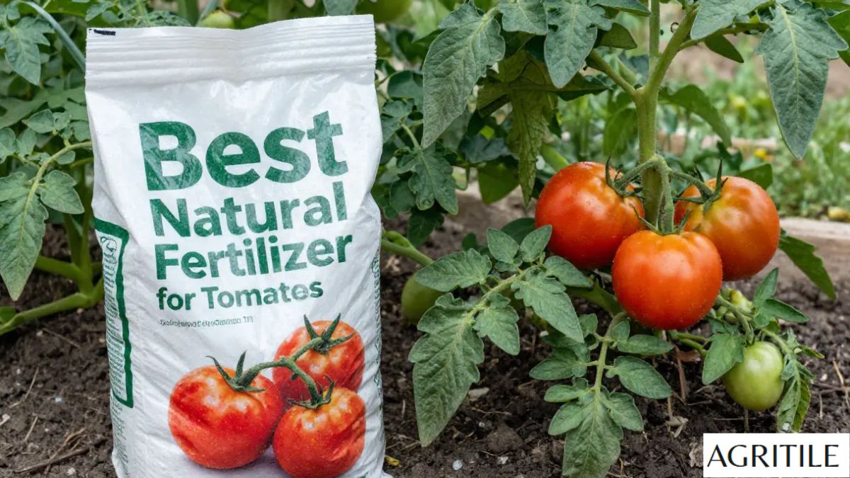Organic Liquid Fertilizer for Tomatoes