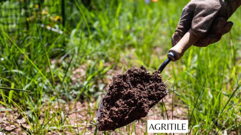 Signs of Over-Fertilization and How to Fix It