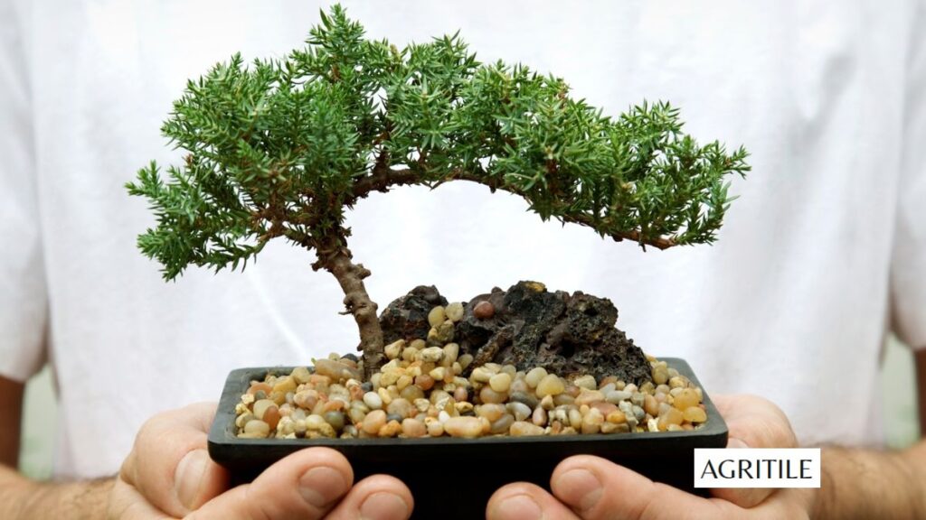 Signs you gave your tree too much of a good thing