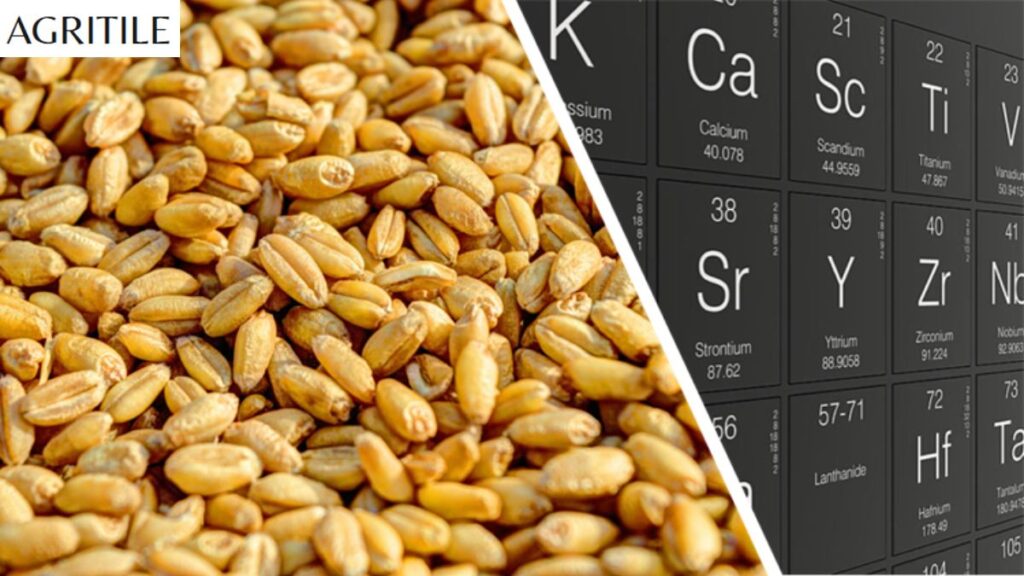 The Importance of Micronutrients in Wheat Nutrition