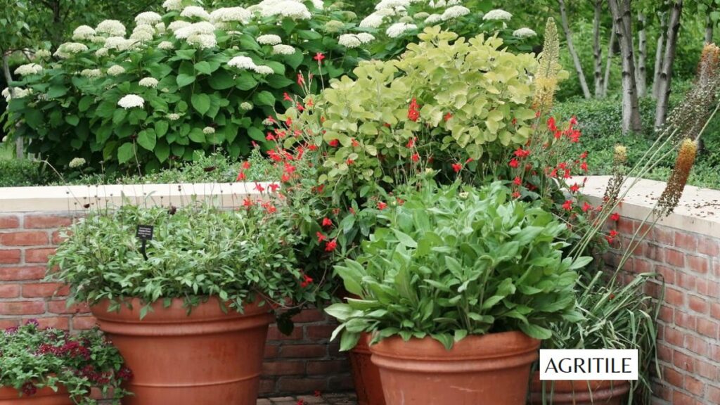 The importance of liquid nutrition for container gardening