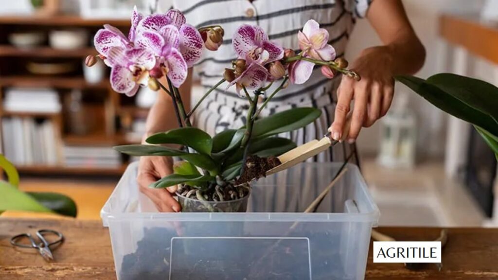 What fertilizer should i use for orchids to prevent root burn?