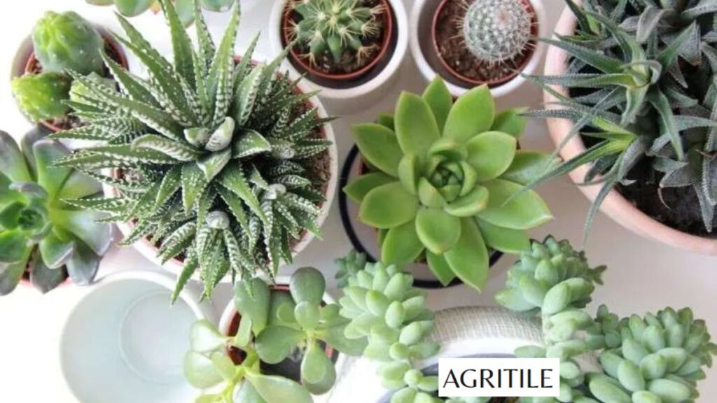 What is best fertilizer for succulents: Organic or Synthetic?