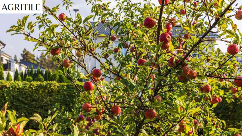 What is the best fertilizer for an apple tree when going organic?