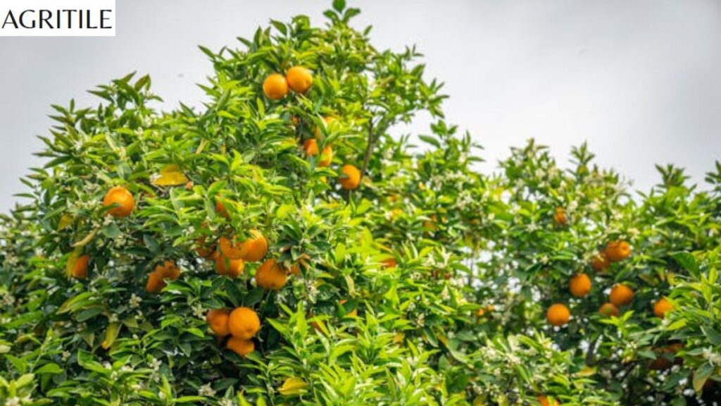When Should I Fertilize My Citrus Tree?