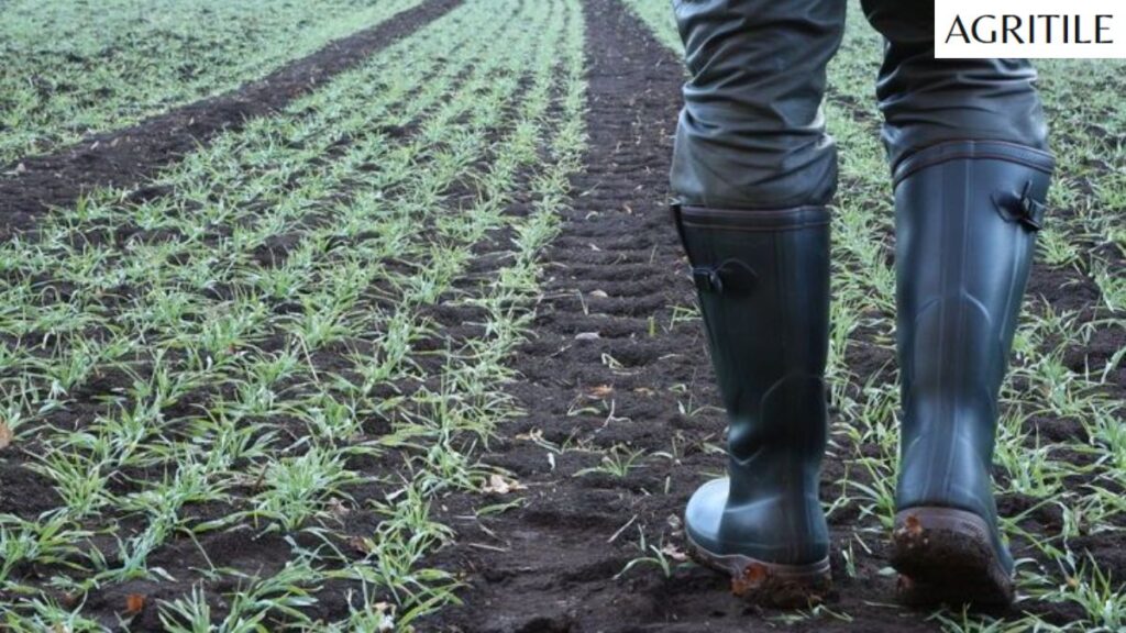 Why You Need the Best Liquid Fertilizer for Deer Food Plots