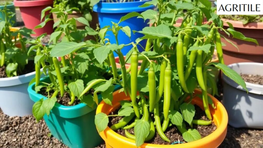 Why the best liquid fertilizer for green beans matters