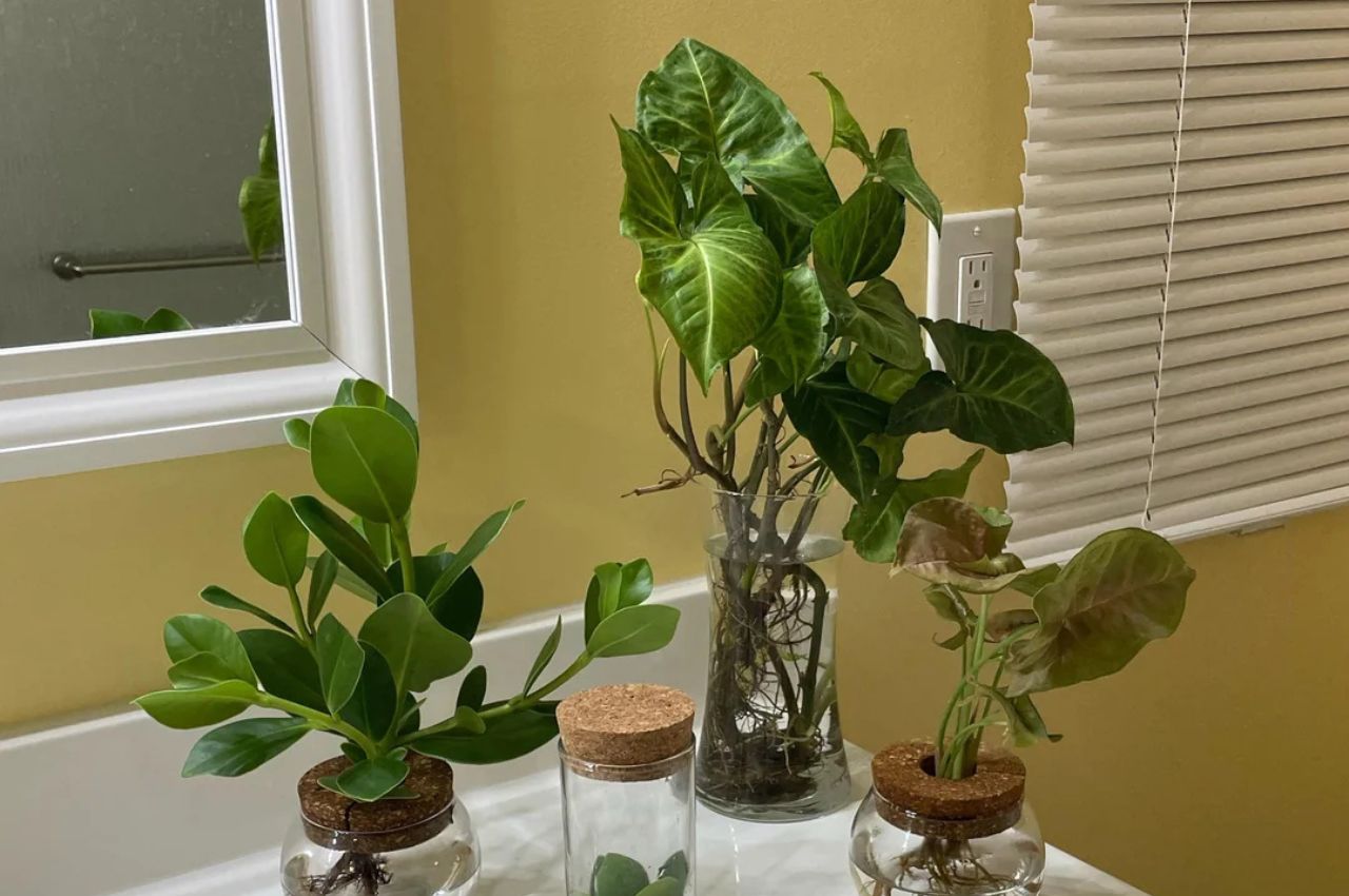 best liquid fertilizer for indoor plants in water (1)