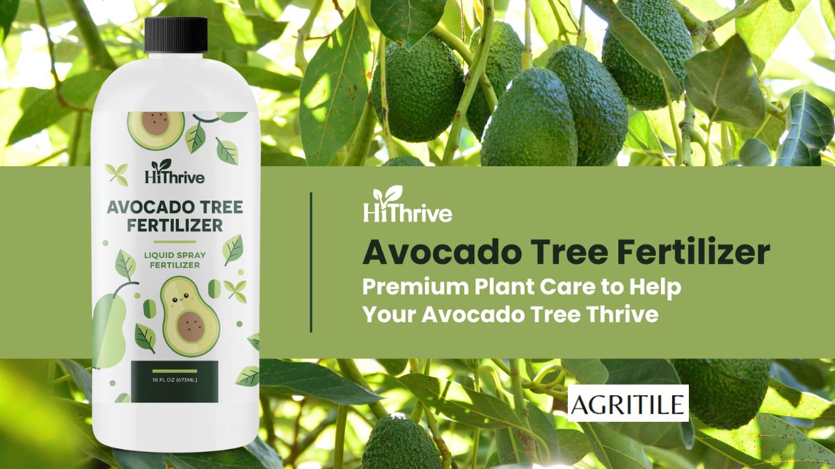 Best Liquid Fertilizer for Avocado Trees