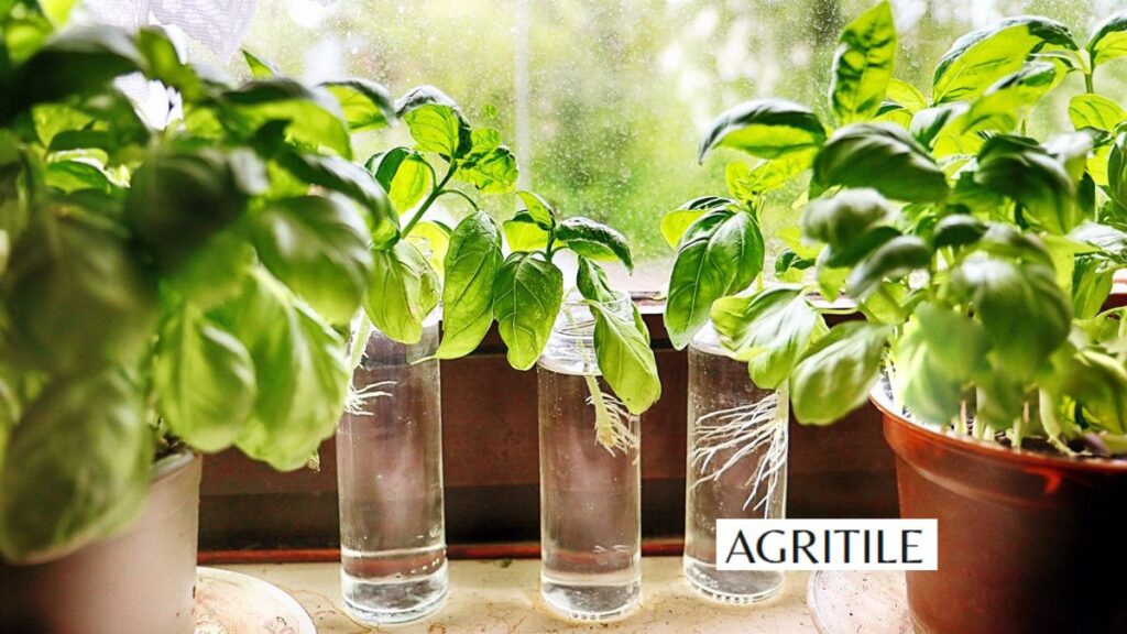Best Liquid Fertilizer for Basil Plants in hydroponic systems