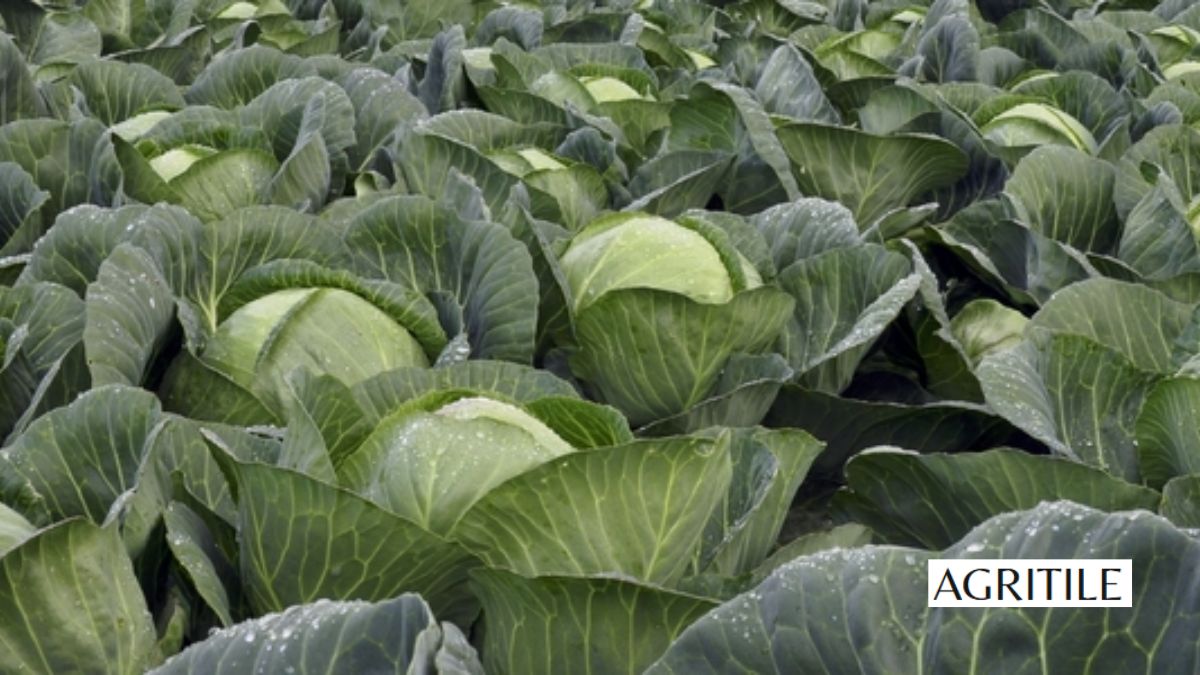 Best Liquid Fertilizer for Cabbage