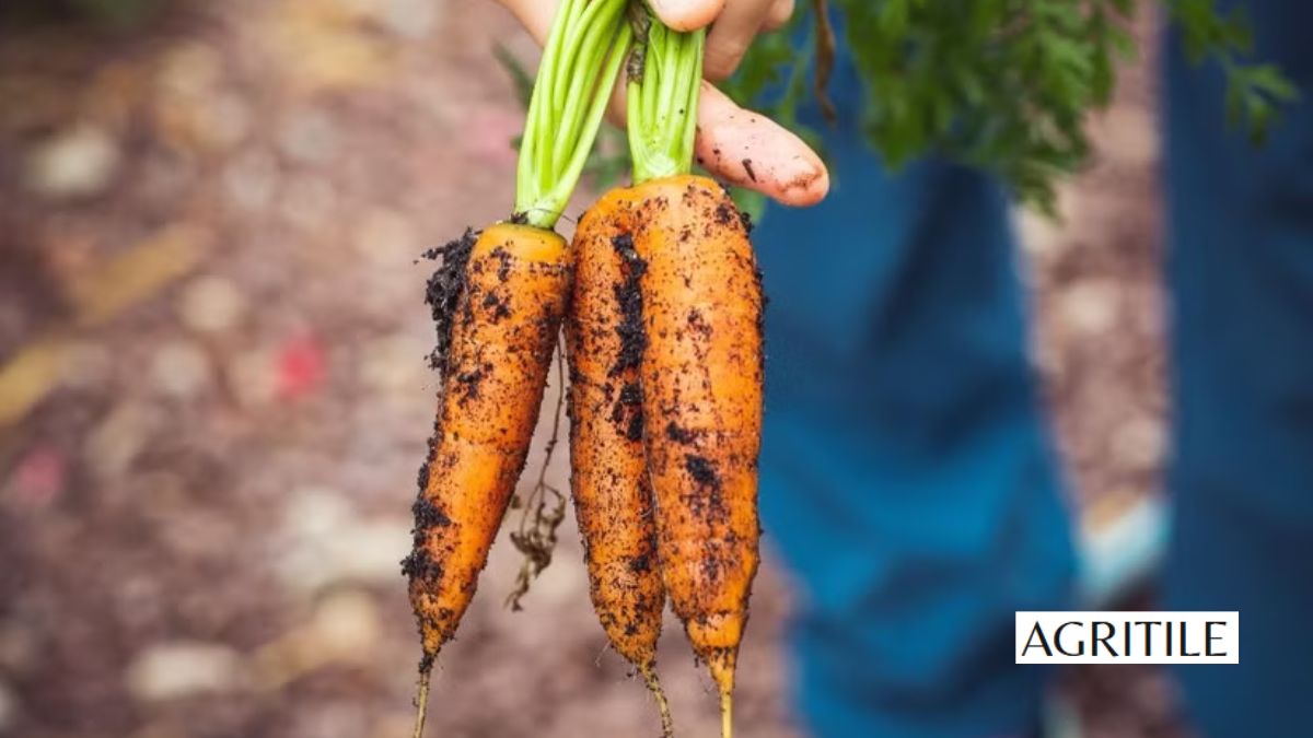 Best Liquid Fertilizer for Carrots