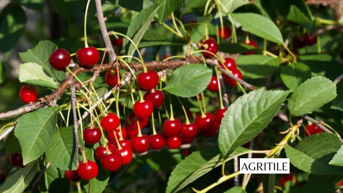 Best Liquid Fertilizer for Cherry Trees