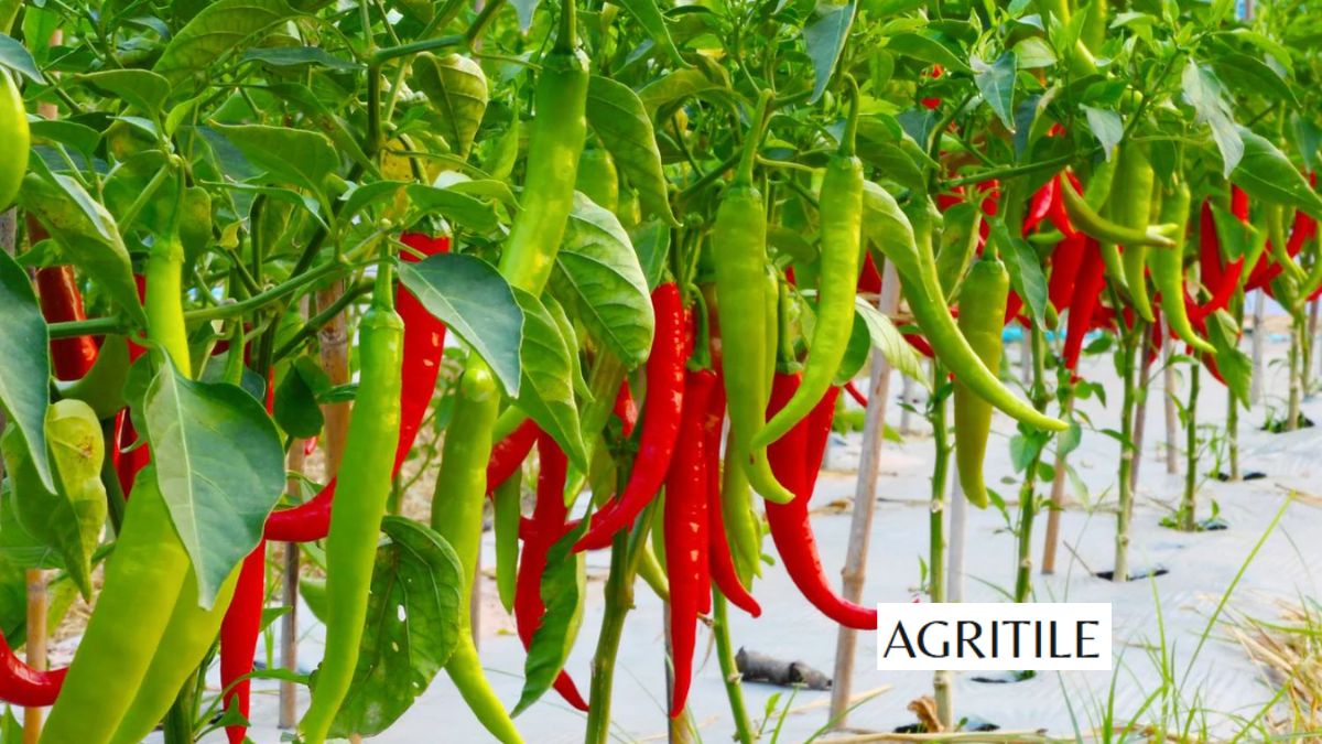 Best Liquid Fertilizer for Chili Plants