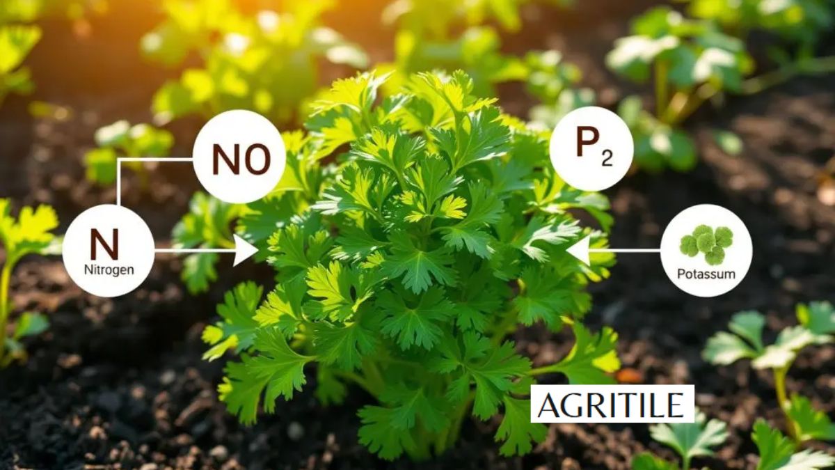 Best Liquid Fertilizer for Cilantro