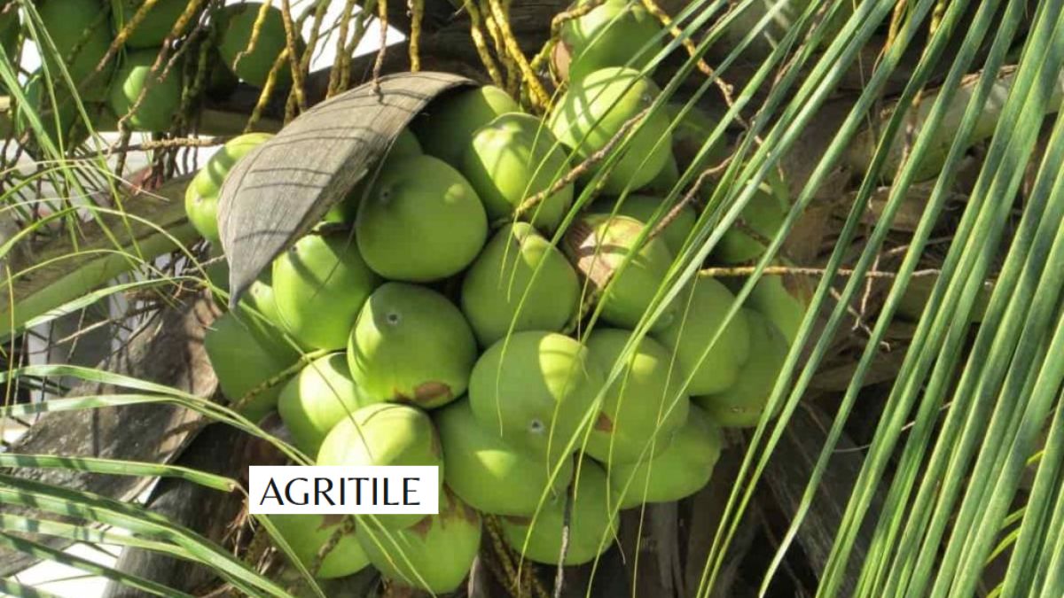 Best Liquid Fertilizer for Coconut Trees
