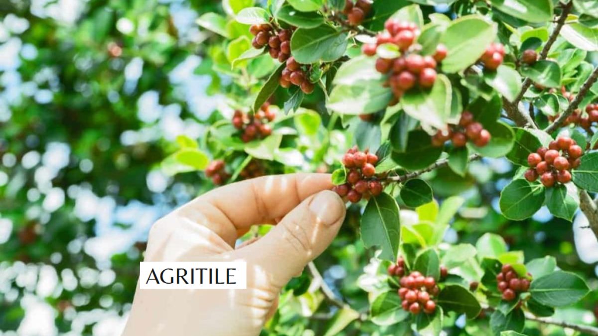 Best Liquid Fertilizer for Coffee Plants
