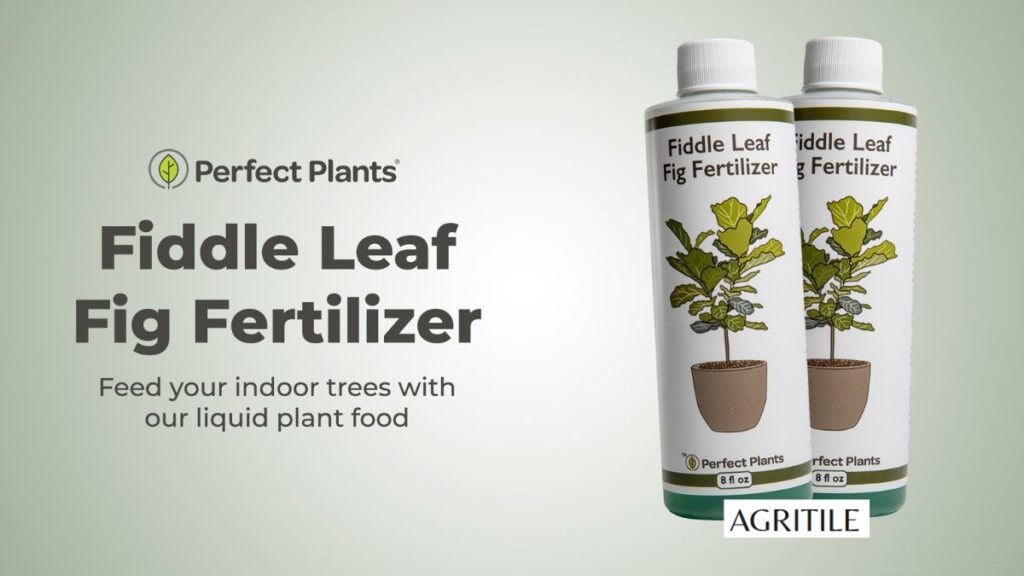 Best Liquid Fertilizer for Fiddle Leaf Fig Reviewed: Real Results