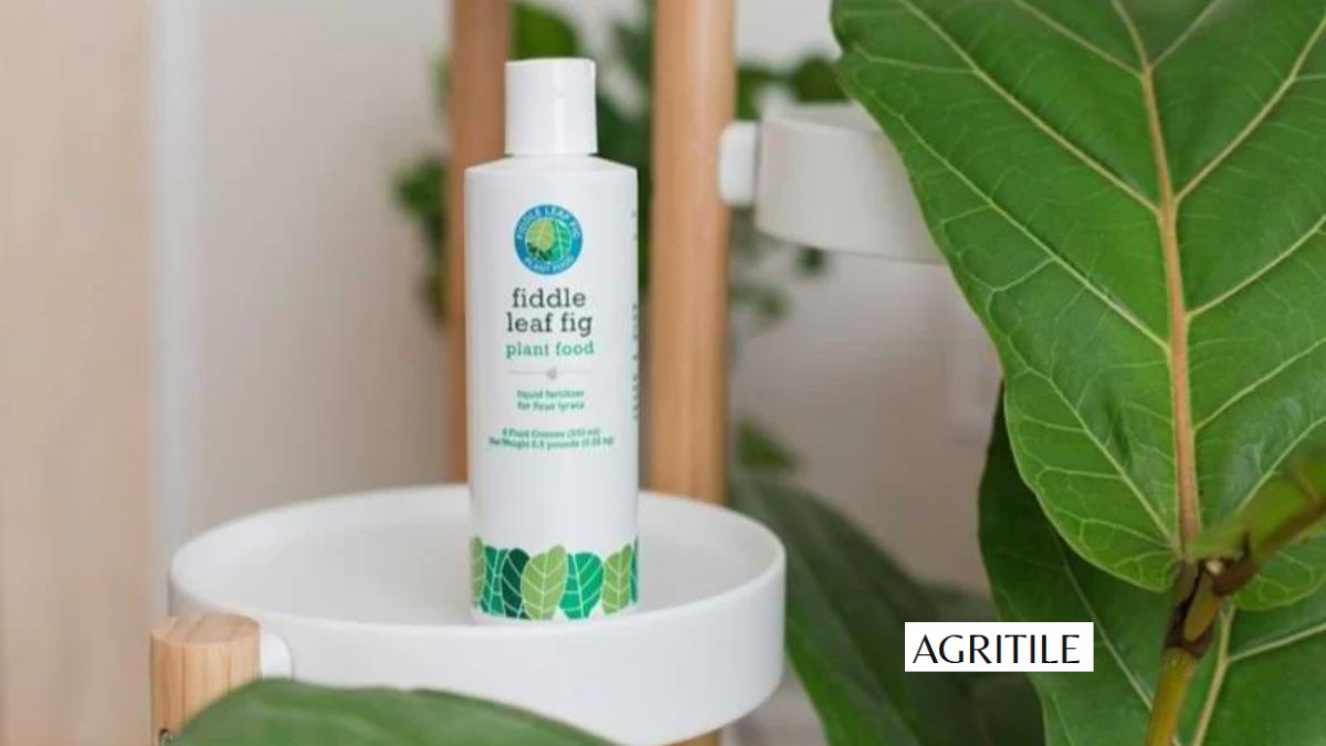 Best Liquid Fertilizer for Fiddle Leaf Fig