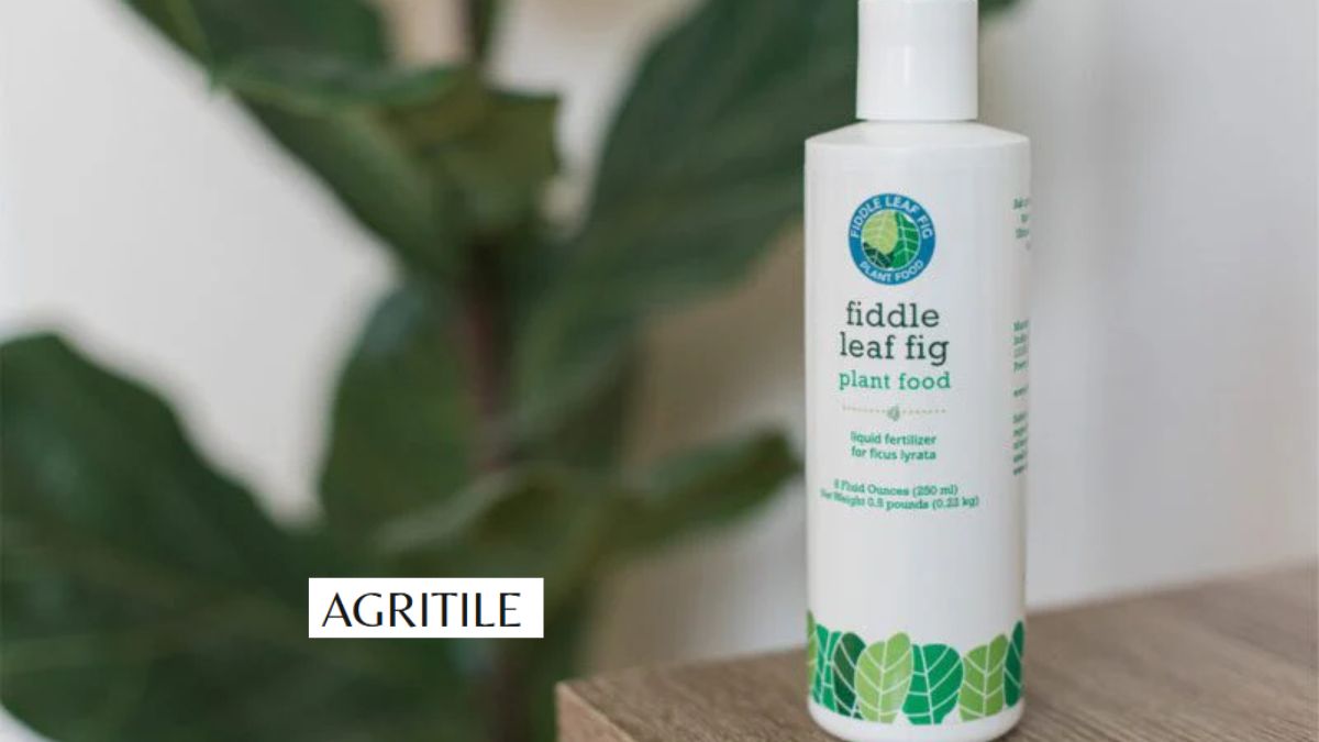 Best Liquid Fertilizer for Fig Trees