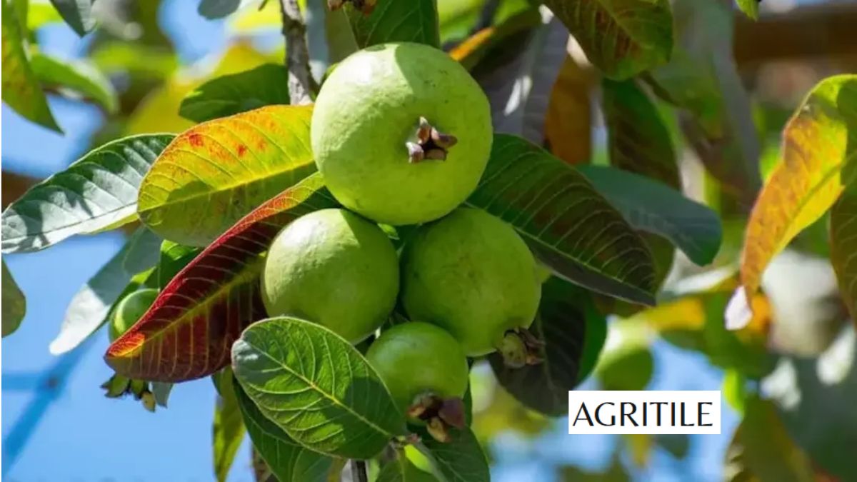 Best Liquid Fertilizer for Guava Trees