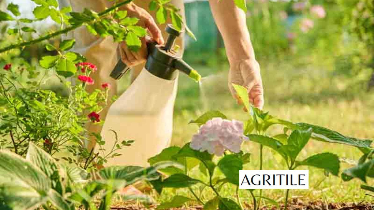 Best Liquid Fertilizer for Hydrangeas