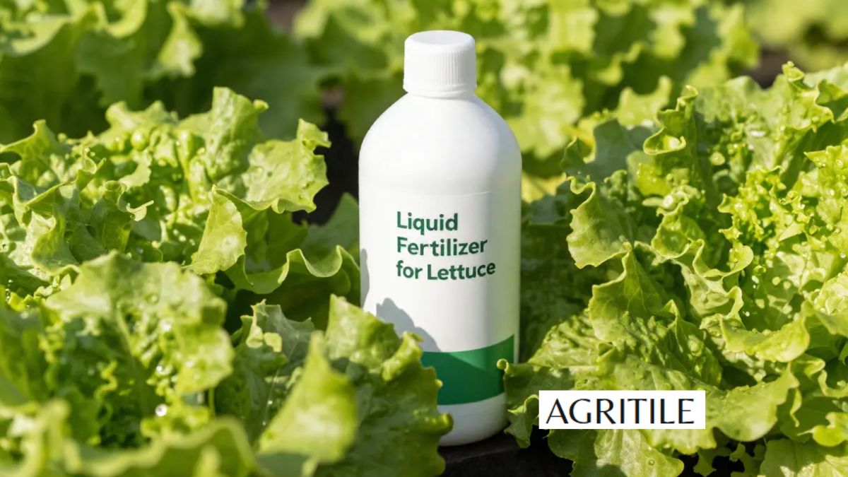 Best Liquid Fertilizer for Kale