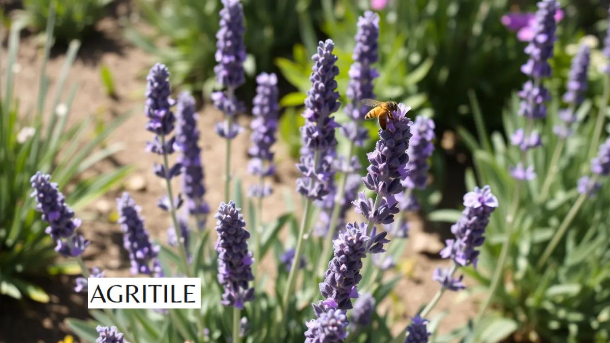 Best Liquid Fertilizer for Lavender