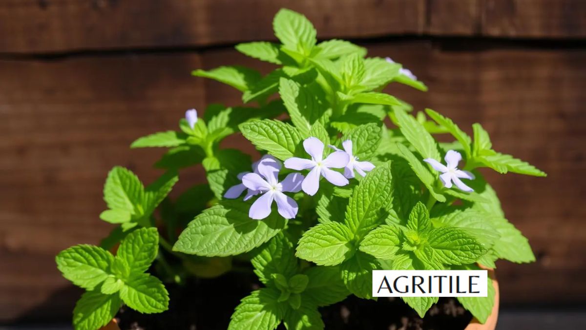 Best Liquid Fertilizer for Mint