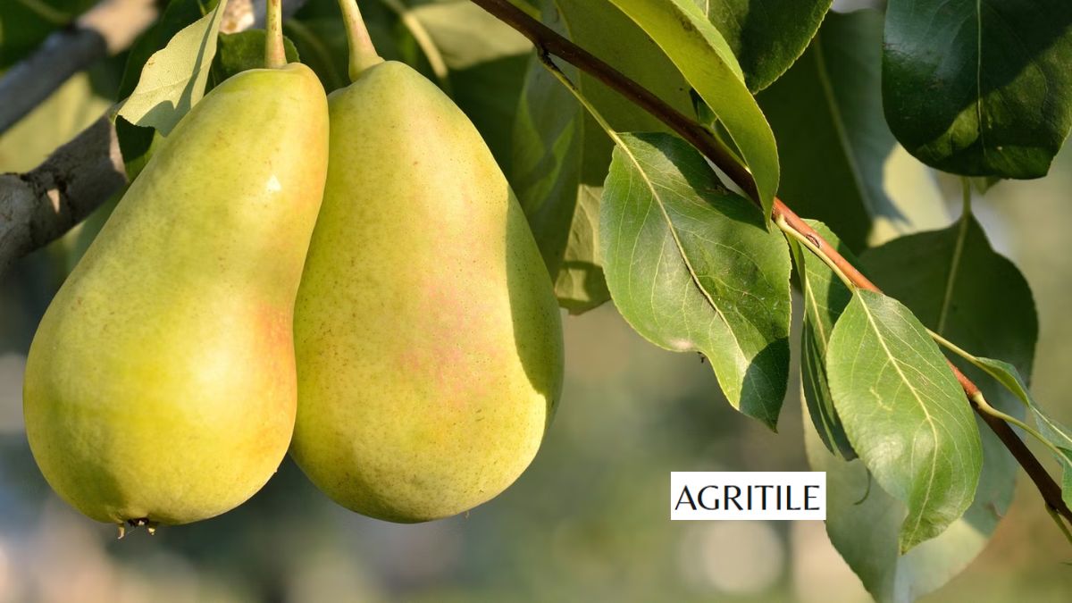 Best Liquid Fertilizer for Pear Trees