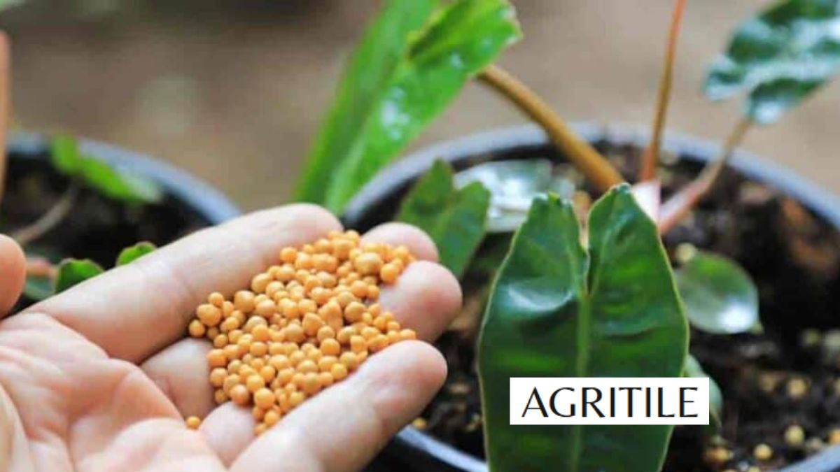 Best Liquid Fertilizer for Philodendron