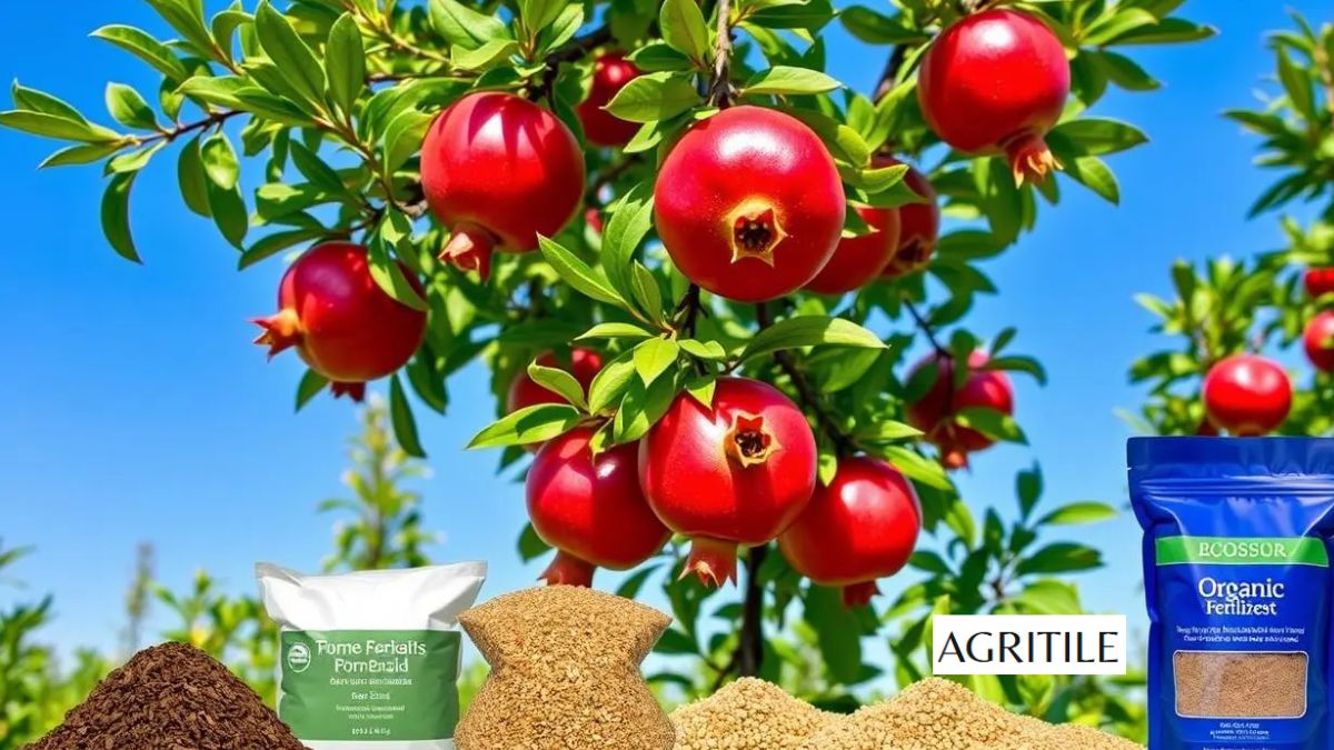 Best Liquid Fertilizer for Pomegranate Trees