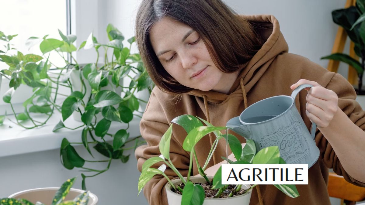 Best Liquid Fertilizer for Pothos