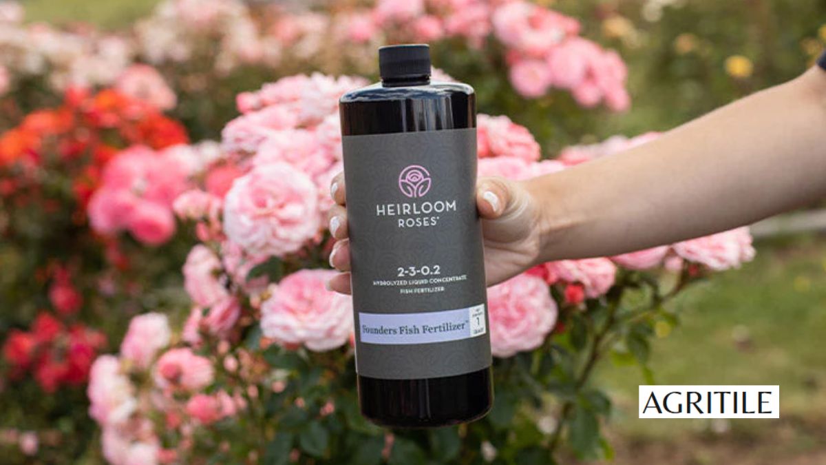 Best Liquid Fertilizer for Roses