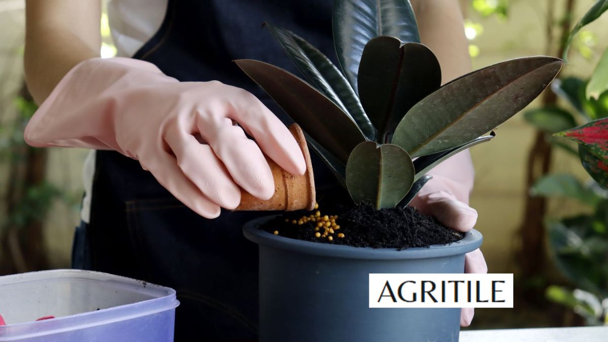 Best Liquid Fertilizer for Rubber Plant