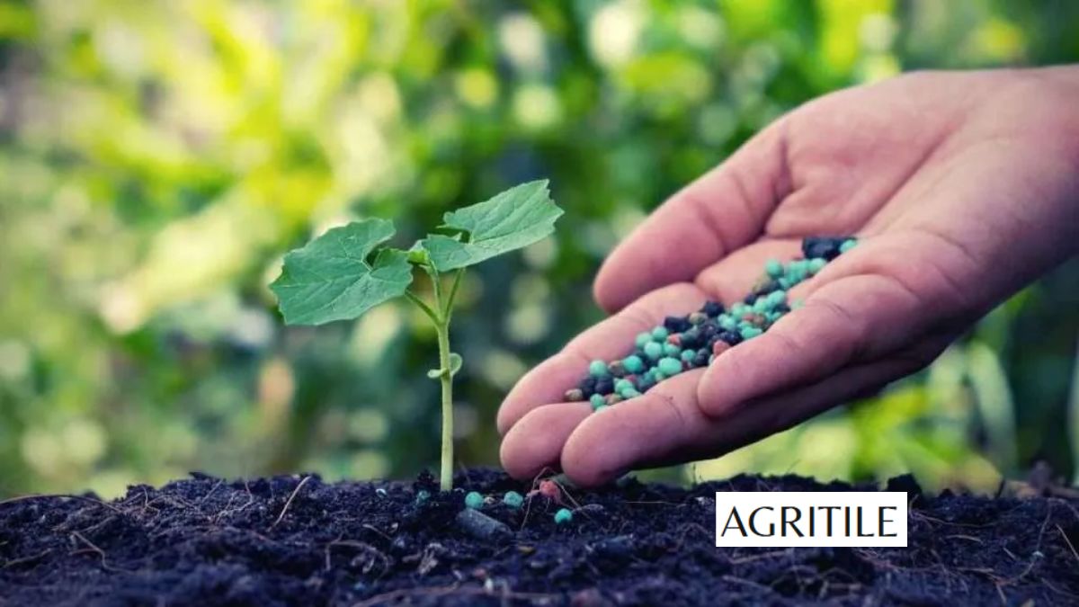 Best Liquid Fertilizer for Squash