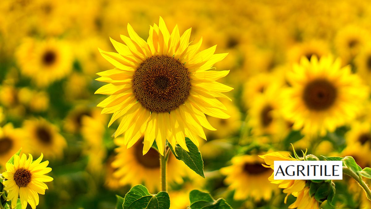 Best Liquid Fertilizer for Sunflowers