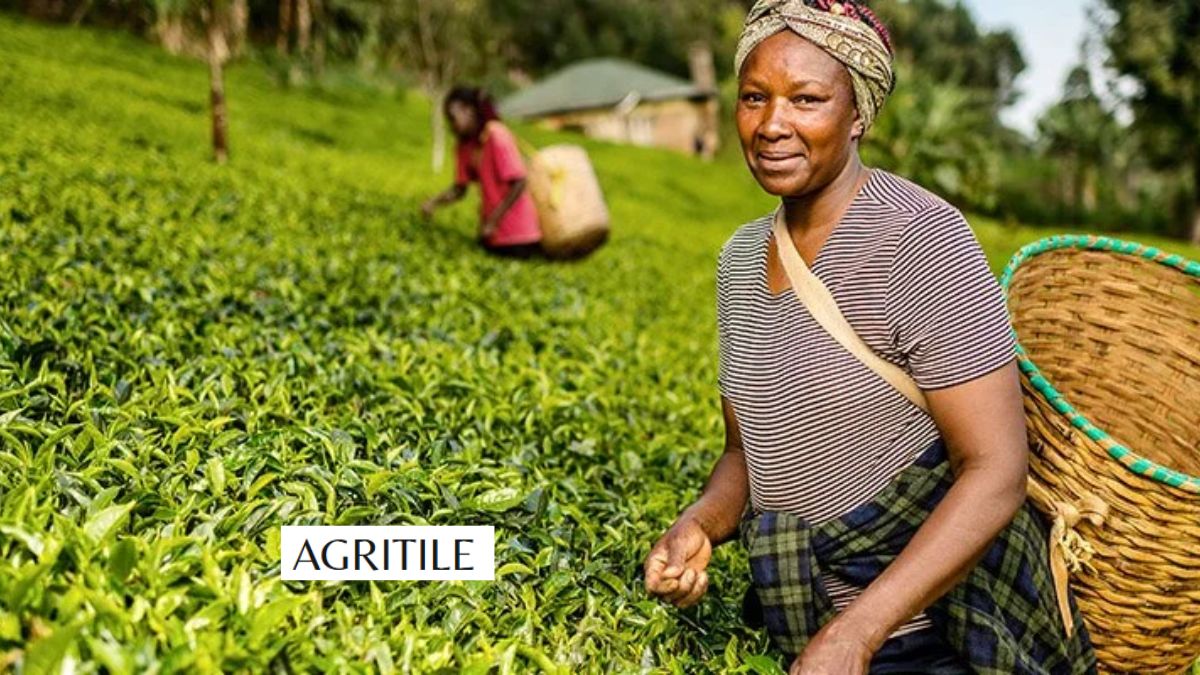 Best Liquid Fertilizer for Tea Plants
