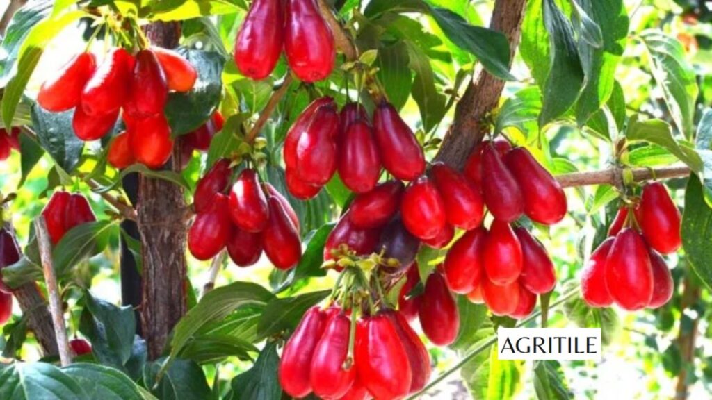 Best Organic Liquid Fertilizer for Fruit Trees: Homemade Secrets