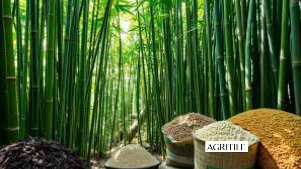 Choosing the best liquid fertilizer for bamboo plants