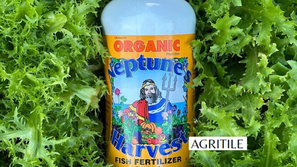 Commercial Stars: Fish Emulsion and Seaweed