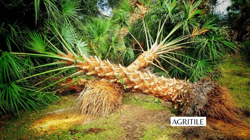 Common mistakes that lead to fertilizer burn