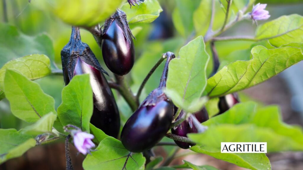 Eggplant Fertilizer Requirements: What Your Plants Crave