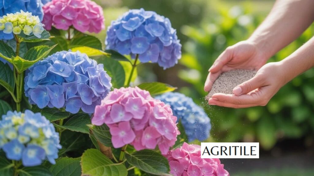 How to Apply Best Liquid Fertilizer for Hydrangeas That Work Step by Step