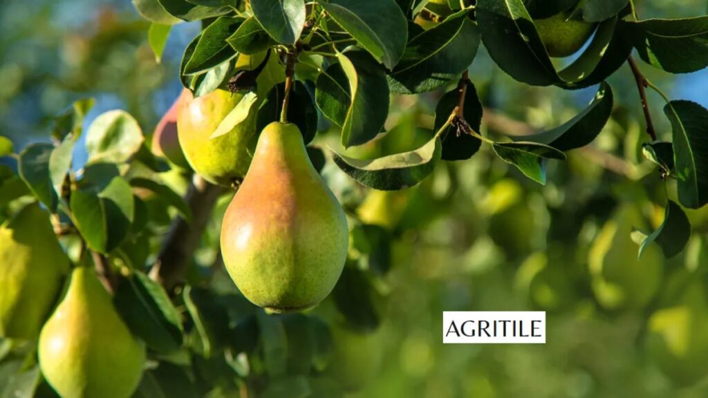 How to Feed Young vs Mature Pear Trees