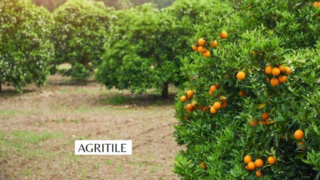 Importance of Feeding Your Trees for a Bigger Harvest