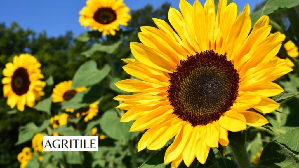 Importance of Liquid Nutrition for Big Blooms