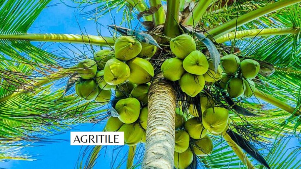 Importance of Liquid Nutrition for Faster Palm Growth